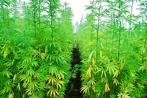 Plantation-de-cannabis