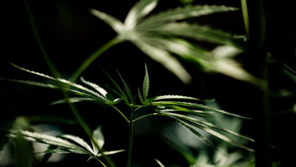 Plante de cannabis dans une culture en intérieur. 
