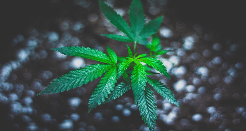 Belles plantes de cannabis après une germination réussie - Cannabig Info