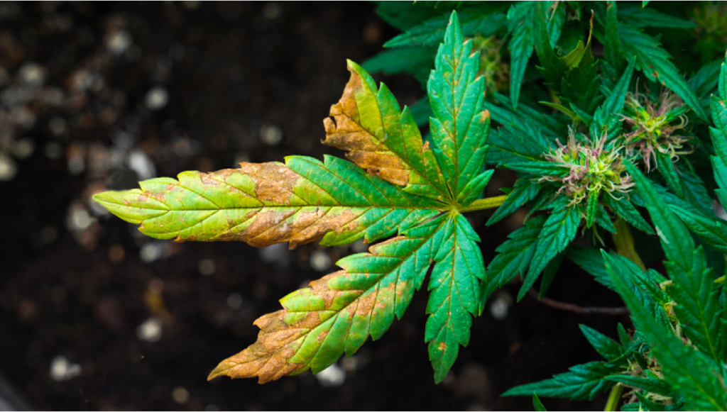 feuilles de cannabis en carence d'azote