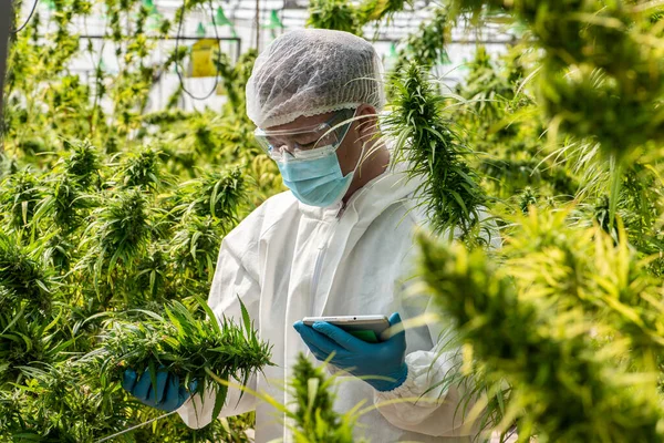 Industrie-du-cannabis-ou-de-la-marijuana