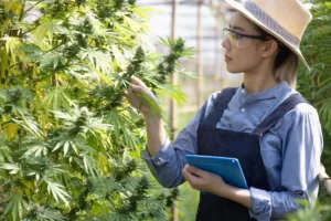un sujet essentiel pour les cultivateurs de cannabis : l’identification et le traitement des maladies communes du cannabis.
