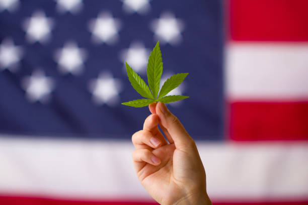 cannabis-USA