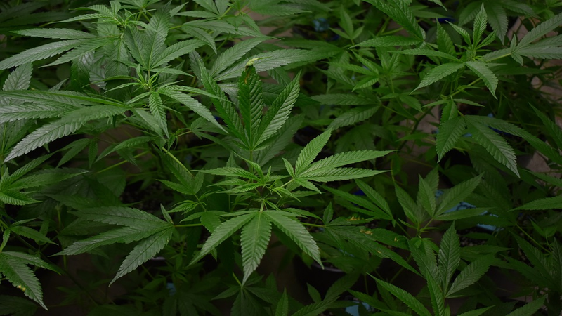 Photo de cannabis phase végétative