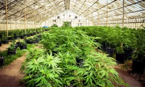 culture de cannabis légal aux Pays-Bas