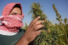 cannabis au Liban