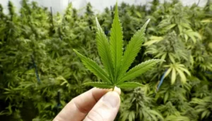 cannabis médical chez Puro
