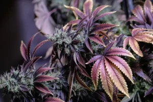 cannabis noir avec reflet violet 