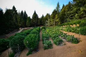 plants de cannabis à Moon Made Farms