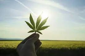 Légalisation du cannabis 