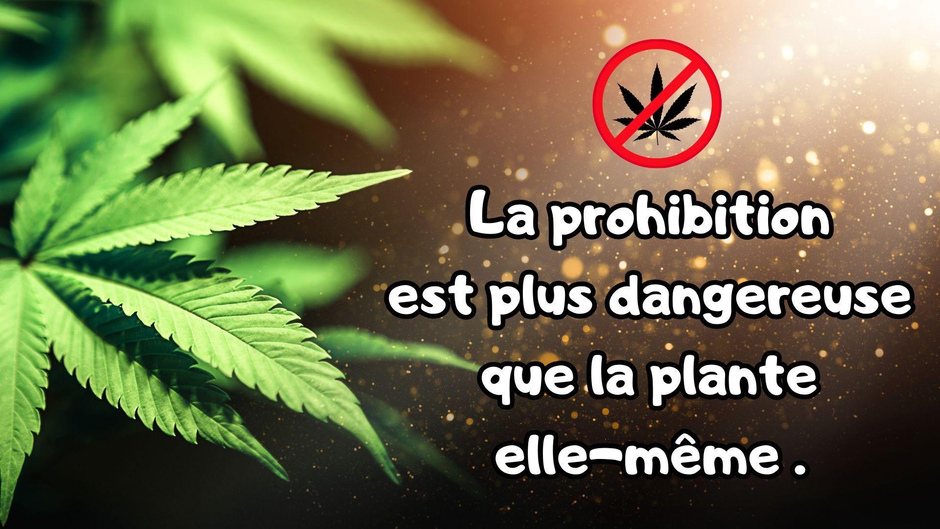 les bienfaits de la prohibition du cannabis 