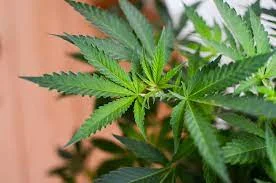 la légalisation du cannabis