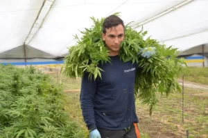 Colombie: légalisation de cannabis