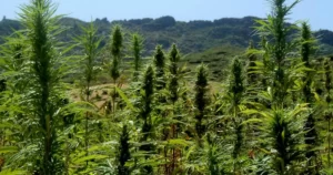 culture de cannabis au Maroc