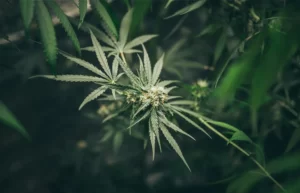 variétés exotiques de cannabis