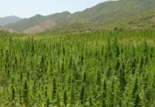 cannabis, Taounate, ANRAC, industrie, transformation, économie, agriculteurs