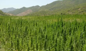 la culture du cannabis au Maroc