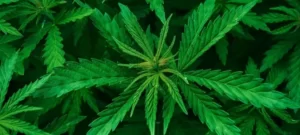 études par l'AMA sur le cannabis