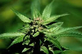 étude de l'AMA sur le cannabis