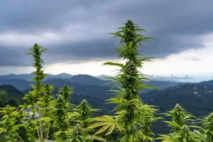 réforme pour l'industrie du cannabis au Thaïlande