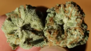 la thin mint cookies