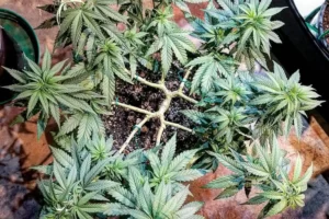 supercropping du cannabis