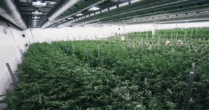 aurora cannabis : fermeture denmark