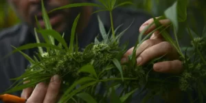 rejet de la légalisation du cannabis en Colombie