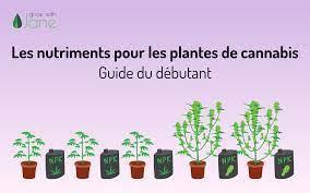 Identification et traitement des maladies communes du cannabis : Cultiver avec vigilance