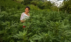 rejet de la légalisation du cannabis en Colombie