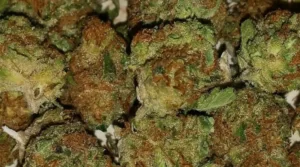 Thin mint cookies