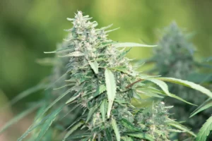 cannabis en Oregon