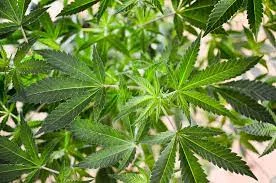 cannabis en Ohio