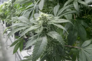 cannabis spot pot act