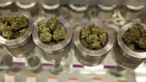 cannabis au Maryland